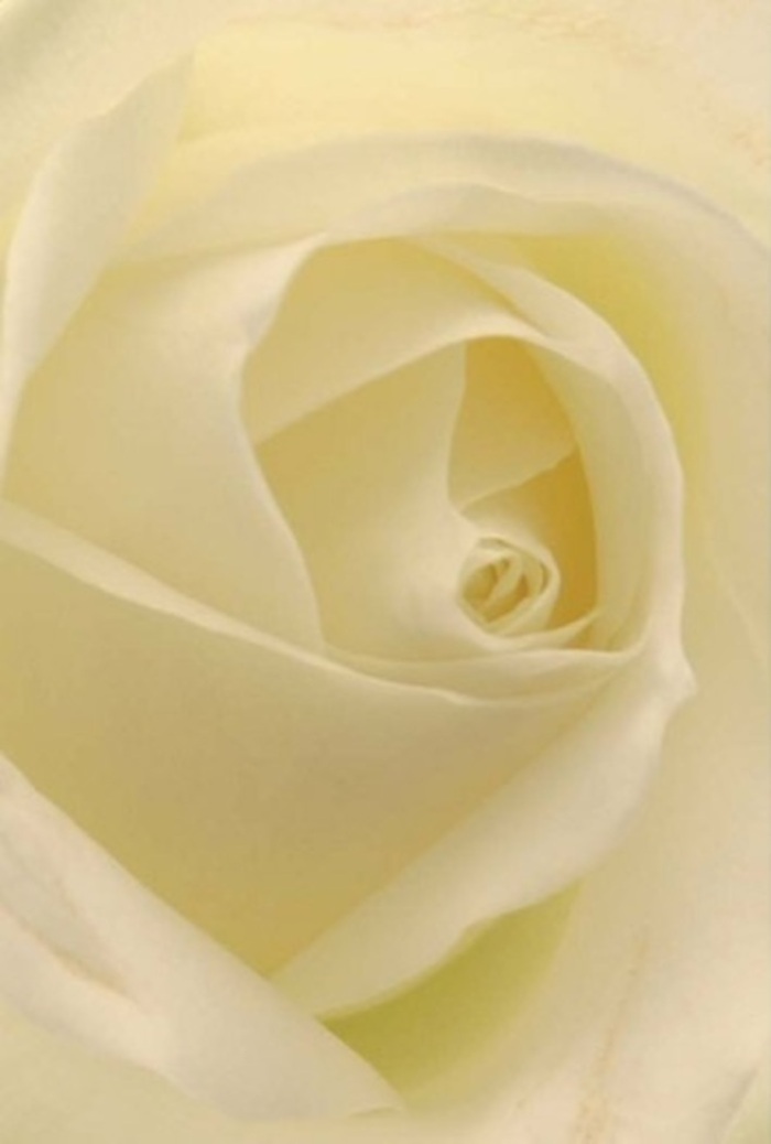 Up close, this classic white rose-expertly prepared by a Hertford florist-invites the eye to linger on its tender layering of creamy petals. Each fold gently overlaps the next, forming a near-perfect spiral at the heart, capturing the diffused light that shimmers just as it does over the River Lea at dawn. The interplay between soft whites and faint creams is soothing and sophisticated, offering a sense of luminosity as though the bloom glows from within. Touching the petals would reveal a surface both supple and almost creamy, underscoring the freshness expected from Flowers Hertford's handpicked selections. Shadows gather delicately in the innermost recesses, creating a play of depth that elevates the rose's natural allure. This arrangement feels ideal for expressing sincere emotion-be it a romantic message, a heartfelt apology, or gracing the centre of an intimate wedding on Old Cross. The scent is subtle yet unmistakable, leaving an impression of pure tranquillity and resilience, much like the welcoming spirit found throughout Hertford's communities.